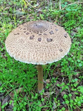 Edible Parasol mushrooms in the woodsの写真素材