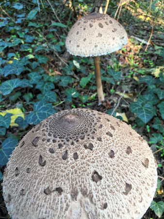 Edible Parasol mushrooms in the woodsの写真素材