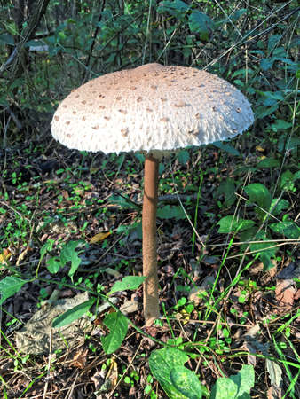 Edible Parasol mushrooms in the woodsの写真素材