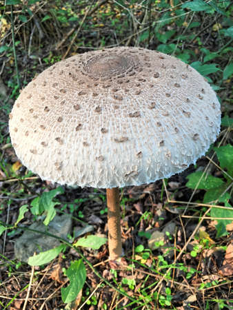 Edible Parasol mushrooms in the woodsの写真素材