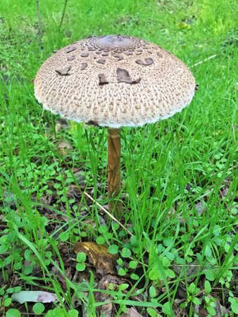 Edible Parasol mushrooms in the woodsの写真素材