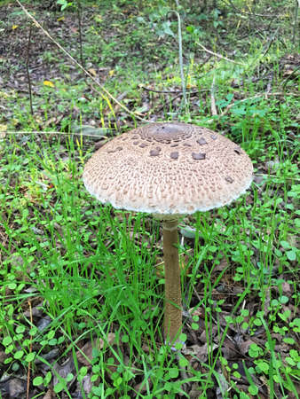 Edible Parasol mushrooms in the woodsの写真素材