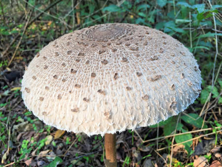 Edible Parasol mushrooms in the woodsの写真素材