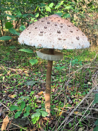 Edible Parasol mushrooms in the woodsの写真素材