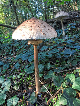 Edible Parasol mushrooms in the woodsの写真素材