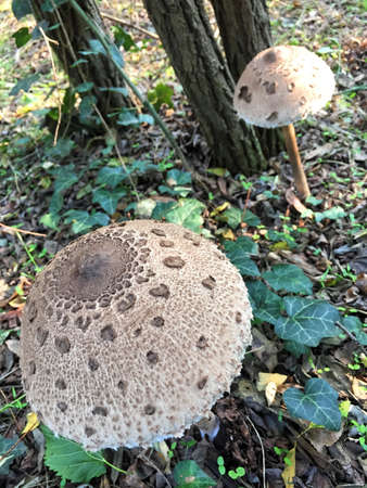 Edible Parasol mushrooms in the woodsの写真素材