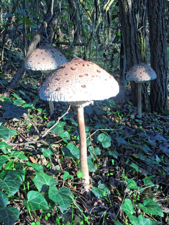 Edible Parasol mushrooms in the woodsの写真素材