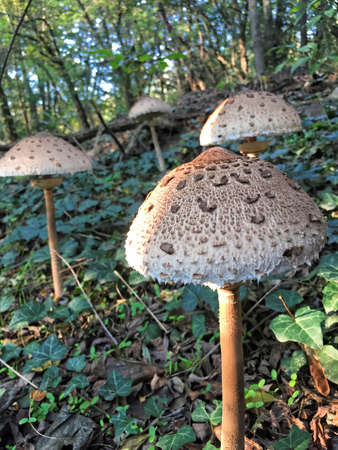 Edible Parasol mushrooms in the woodsの写真素材