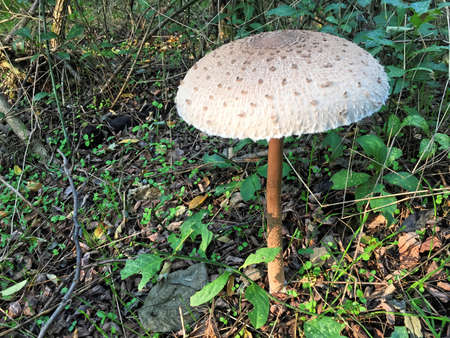 Edible Parasol mushrooms in the woodsの写真素材