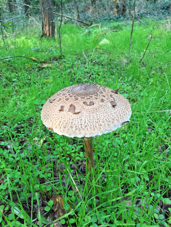 Edible Parasol mushrooms in the woodsの写真素材