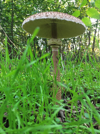 Edible Parasol mushrooms in the woodsの写真素材
