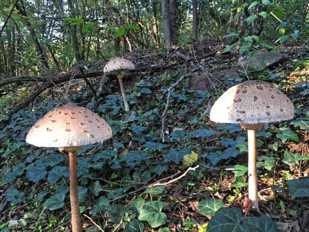 Edible Parasol mushrooms in the woodsの写真素材