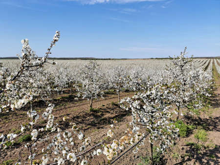 Cherry orchard in blossom during springの写真素材