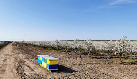 Hives in a cherry orchard in blossom during spring