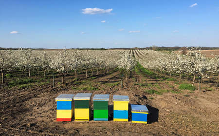 Beehives in a cherry orchard in blossom during springの写真素材