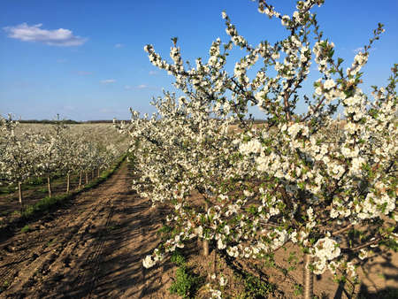 Cherry orchard in blossom during springの写真素材