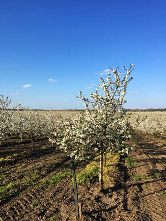 Sour cherry orchard in blossom during springの写真素材