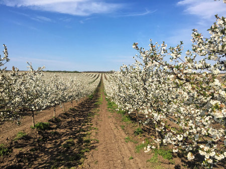 Sour cherry orchard in blossom during springの写真素材