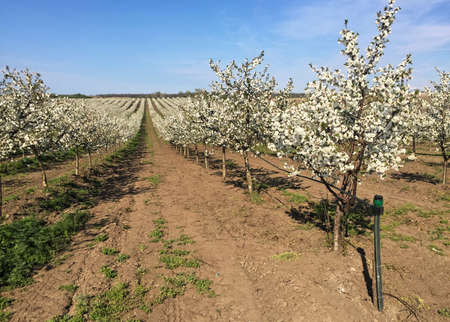Sour cherry orchard in blossom during springの写真素材