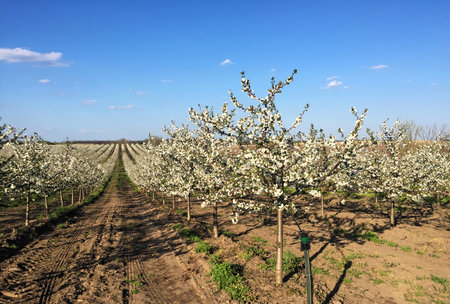 Sour cherry orchard in blossom during spring
