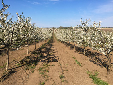 Sour cherry orchard in blossom during springの写真素材