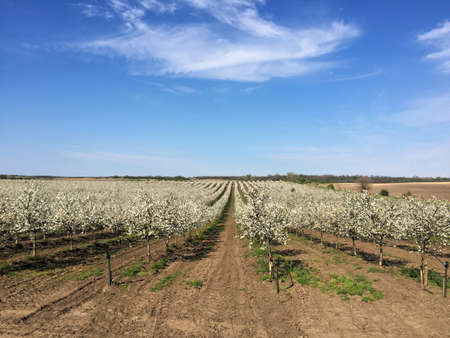 Sour cherry orchard in blossom during springの写真素材