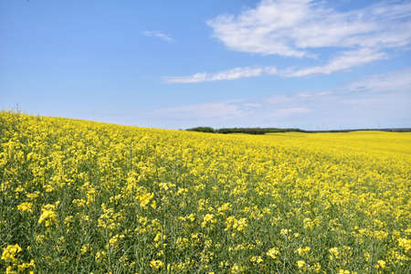 Yellow canola field in bloom during springの写真素材