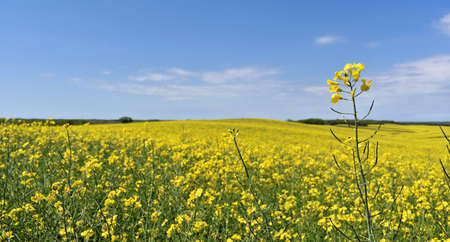 Yellow canola field in bloom during springの写真素材