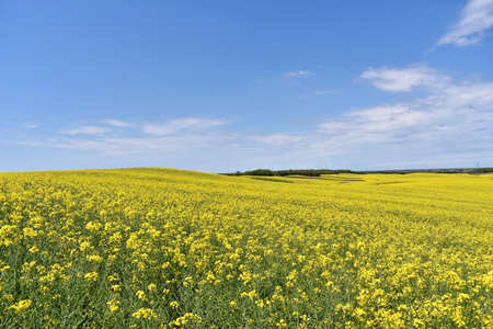 Yellow canola field in bloom during springの写真素材