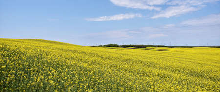 Yellow canola field in bloom during springの写真素材