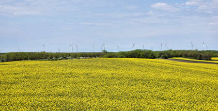 Yellow canola field in bloom during springの写真素材