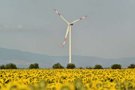 Wind farm in sunflower field, green electric energyの写真素材