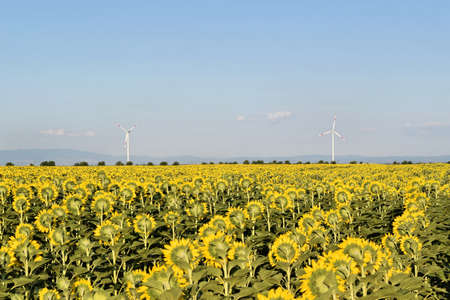 Wind farm in sunflower field, green electric energyの写真素材