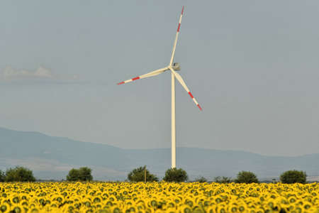 Wind farm in sunflower field, green electric energyの写真素材