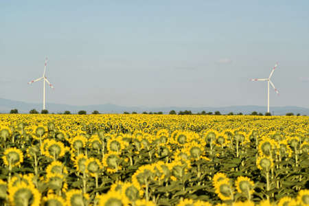 Wind farm in sunflower field, green electric energyの写真素材