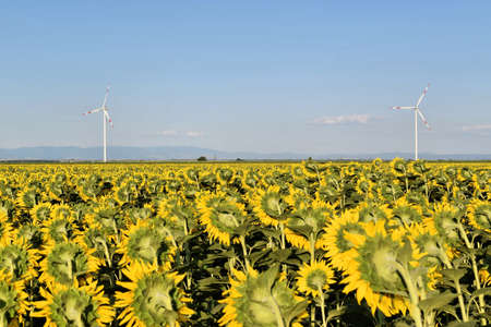 Wind farm in sunflower field, green electric energyの写真素材