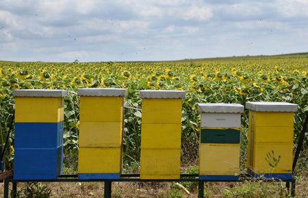 Beehives in a field of sunflowers in Serbia.の写真素材