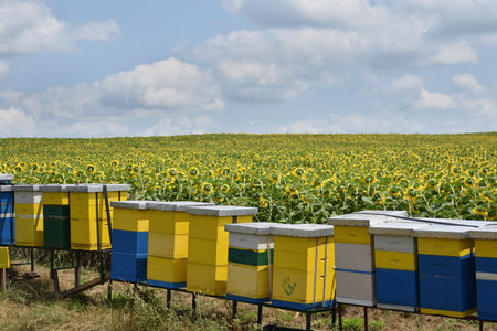 Beehives in a field of sunflowers in the summerの写真素材