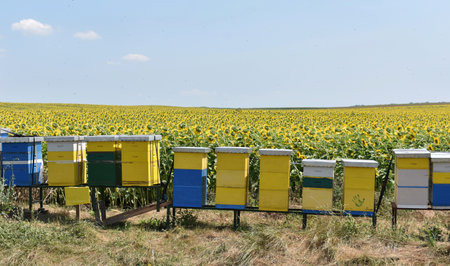 Beehives in a field of sunflowers in the summerの写真素材