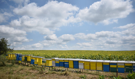 Beehives in a field of sunflowers with blue skyの写真素材