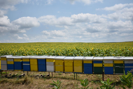 Beehives in a sunflower field, blue sky and white cloudsの写真素材
