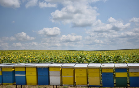 Beehives in a sunflower field with blue sky and cloudsの写真素材