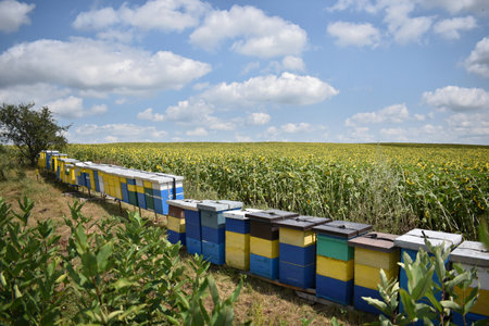 Beehives in a sunflower field with blue sky and cloudsの写真素材