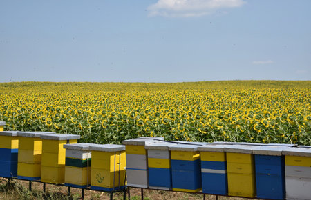 Beehives in a sunflower field in the springtime.の写真素材