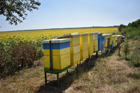 Beehives in a field of sunflowers with blue skyの写真素材