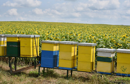 Beehives in a field of sunflowers in the summerの写真素材