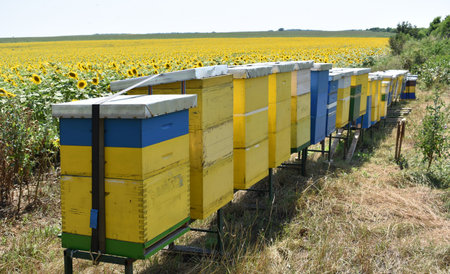 Beehives in a field of sunflowers in Serbia.の写真素材