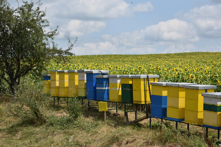 Beehives in a field of sunflowers and blue skyの写真素材