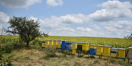 Beehives in a field of sunflowers under a blue skyの写真素材