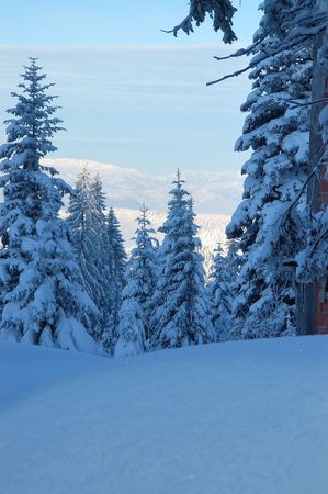 Snow covered trees on mountain topの写真素材